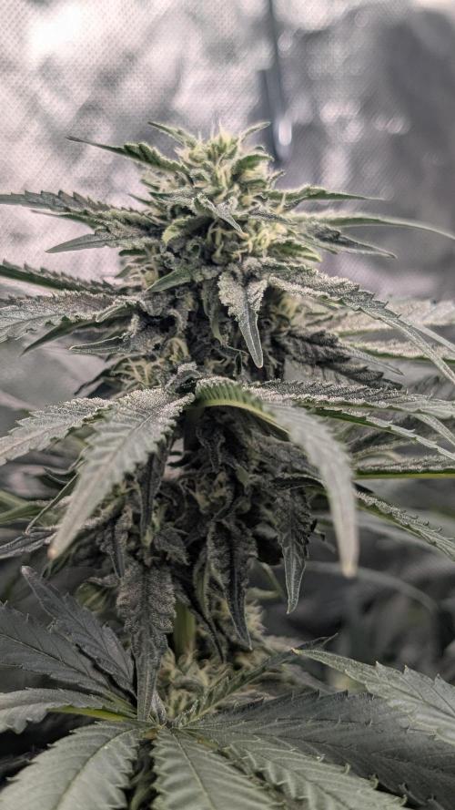 Fast Buds Gary Payton Regular. Week 12