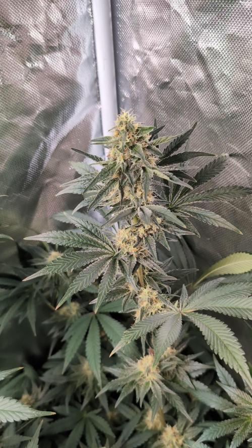 Fast Buds Gary Payton Regular