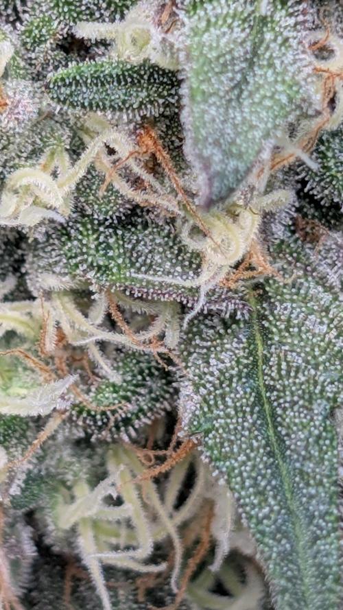 Fast Buds Gary Payton Regular. Week 12