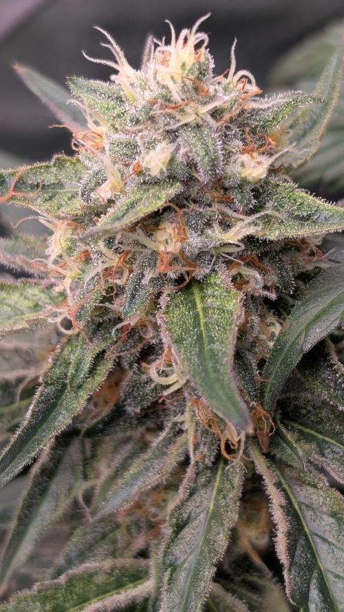 Fast Buds Gary Payton Regular. Week 13
