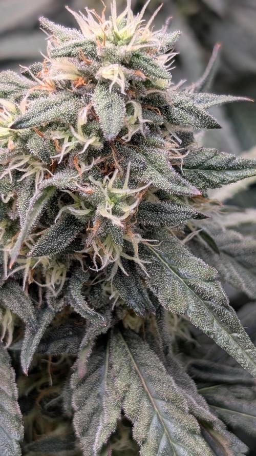 Fast Buds Gary Payton Regular. Week 13