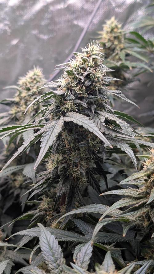 Fast Buds Gary Payton Regular. Week 13