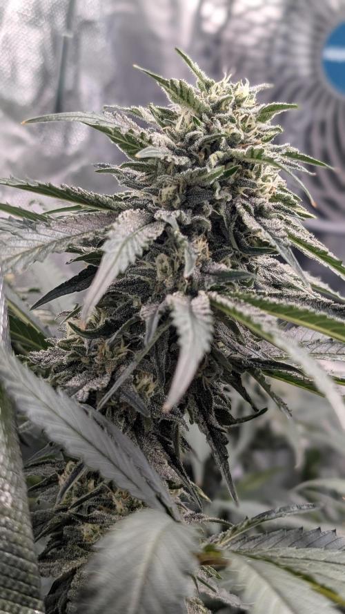 Fast Buds Gary Payton Regular. Week 13