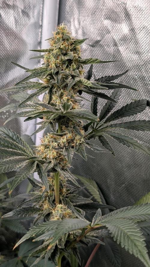 Fast Buds Gary Payton Regular. Week 13