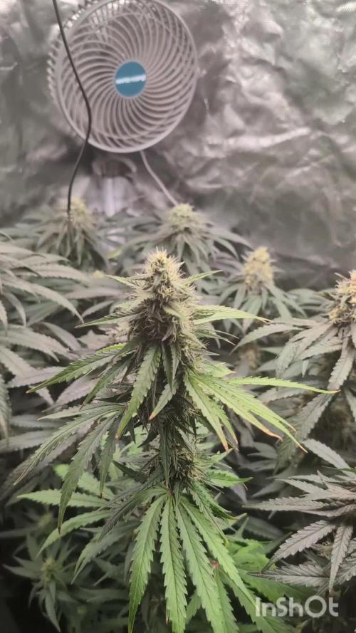 Fast Buds Gary Payton Regular