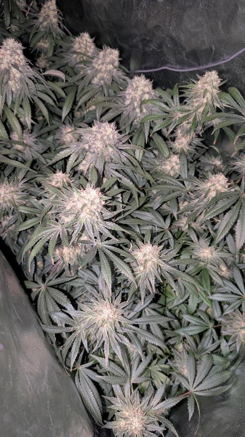 Fast Buds Gary Payton Regular. Week 14