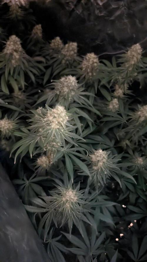Fast Buds Gary Payton Regular. Week 14