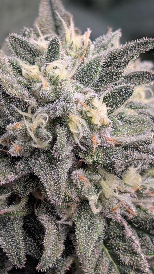 Fast Buds Gary Payton Regular. Week 14