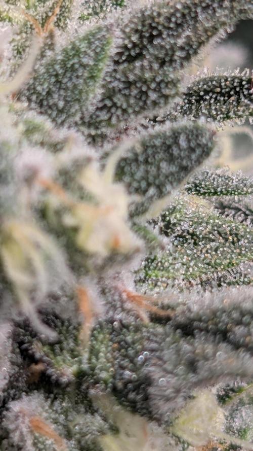 Fast Buds Gary Payton Regular. Week 14