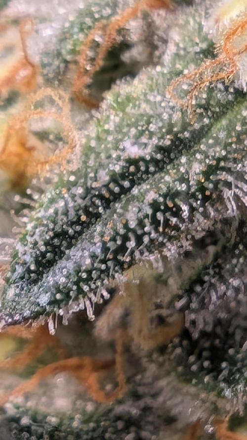 Fast Buds Gary Payton Regular. Week 14