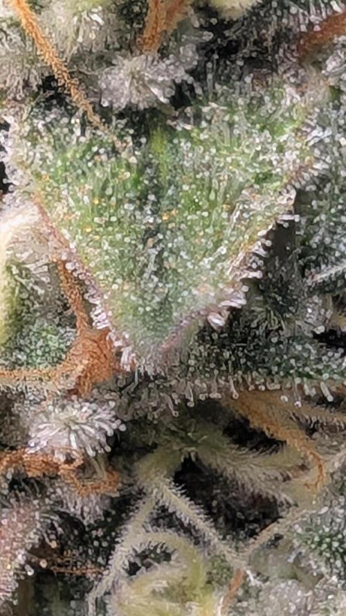 Fast Buds Gary Payton Regular. Week 14