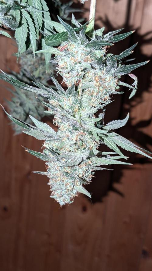 Fast Buds Gary Payton Regular. Week 15