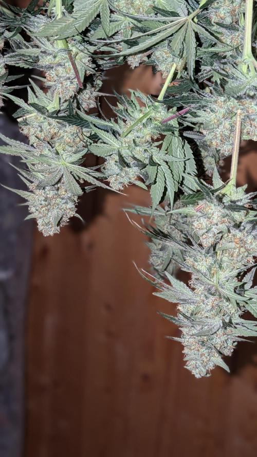 Fast Buds Gary Payton Regular. Week 15