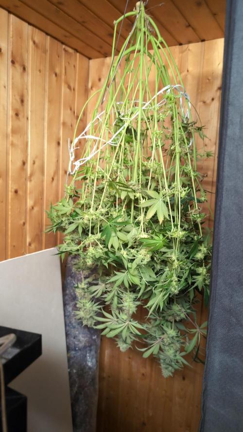 Fast Buds Gary Payton Regular. Week 15