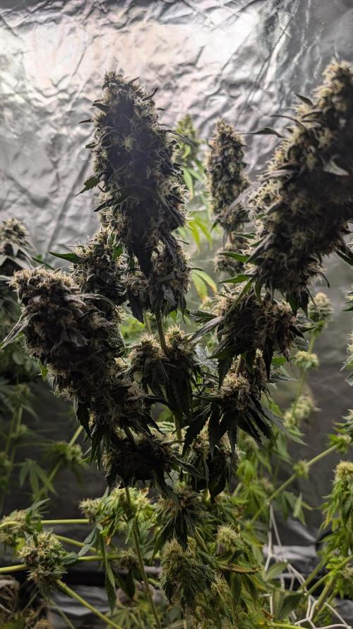 Fast Buds Gary Payton Regular. Week 15