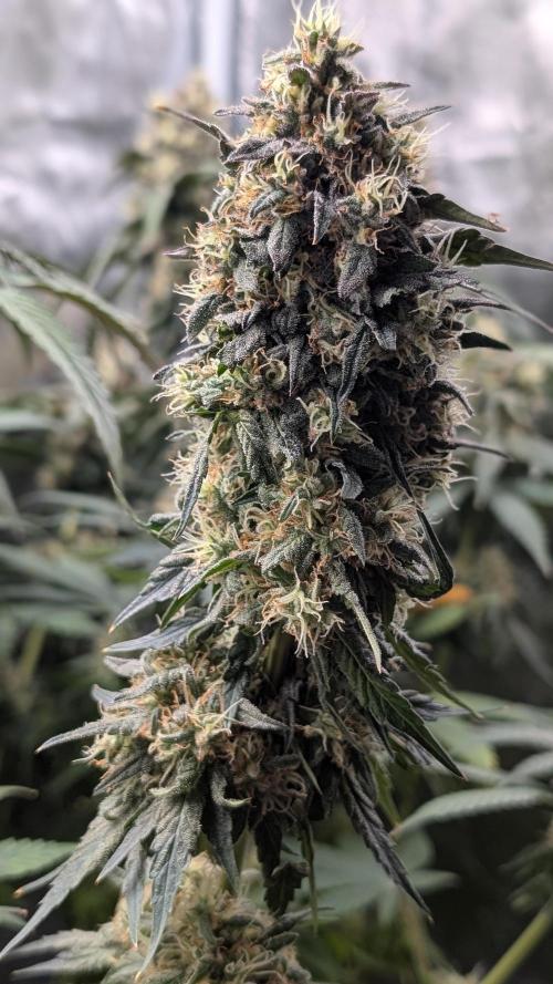 Fast Buds Gary Payton Regular. Week 15
