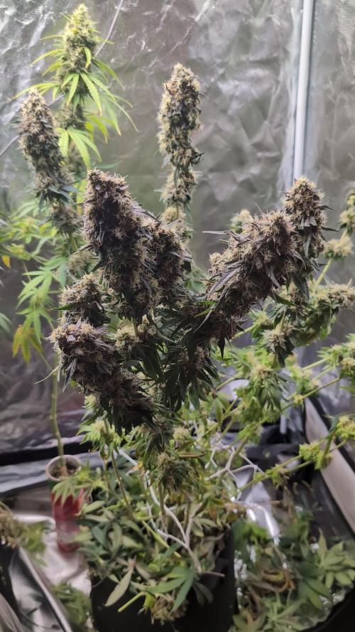 Fast Buds Gary Payton Regular