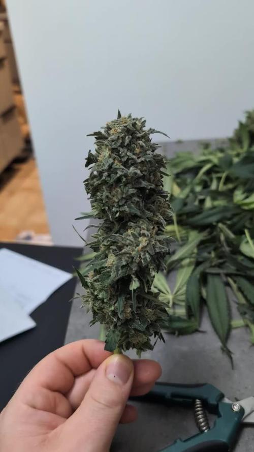 Fast Buds Gary Payton Regular