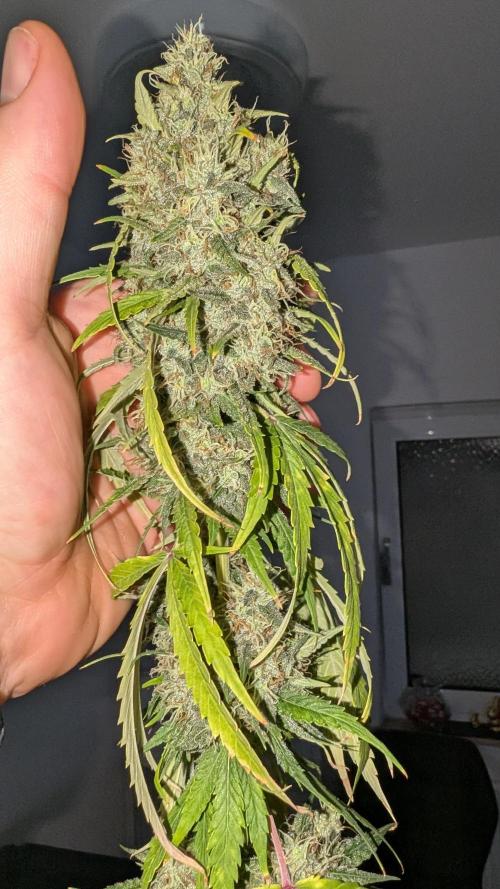 Gelato #33 Fast. Week 15