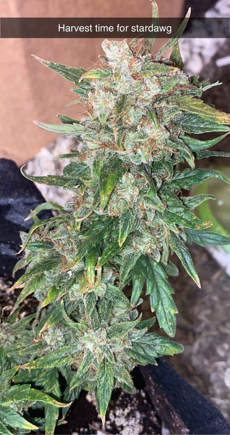 Fast Buds Stardawg Auto, Seedstockers Purple Punch Autoflower, Seedsman Strawberry Cheesecake