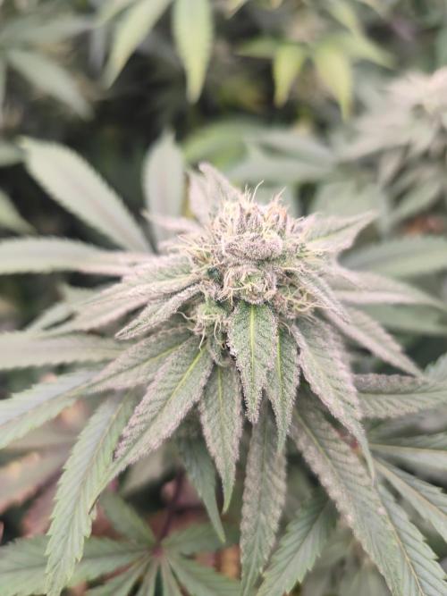 Winter run #1. Week 6 - Oceanz 16