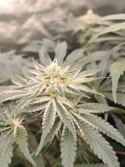 Winter run #1. Week 6 - Slurrican #7