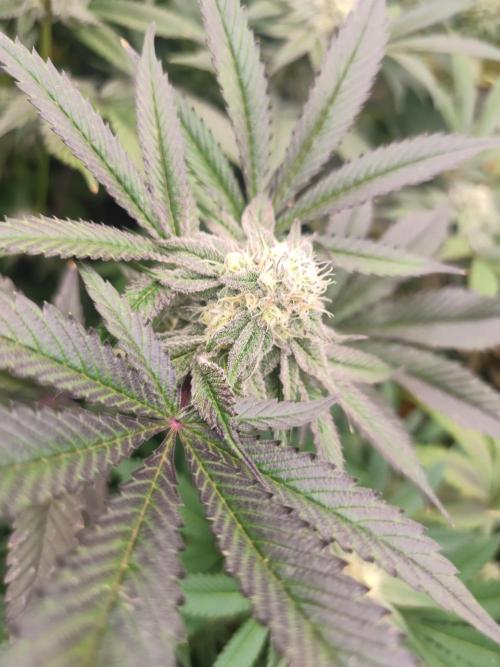 Winter run #1. Week 6 - Garys Inferno