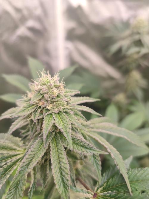 Winter run #1. Week 6 - Radical Juice