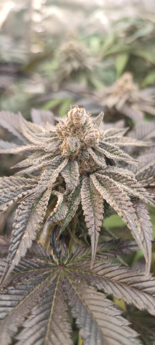 Winter run #1. Week 8 - Garys Inferno