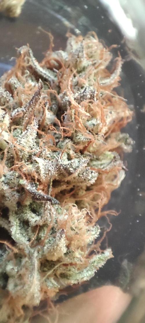 Mephisto test #2. Week 9