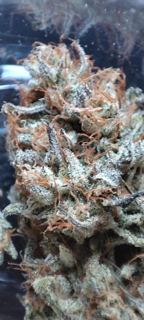 Mephisto test #2. Week 9