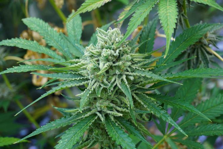 Beleaf & Clearwater Spring #26. Week 6 - Honey Banana x DS Bt43