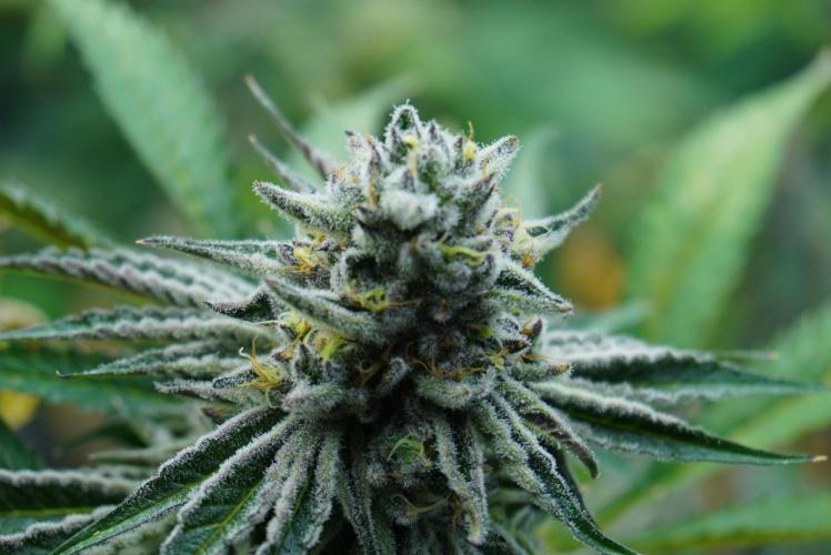 Beleaf & Clearwater Spring #26. Week 6 - Cheery Chewbanger x DW Bt43