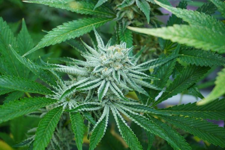 Beleaf & Clearwater Spring #26. Week 6 - Odo wan Kenobi Bt43