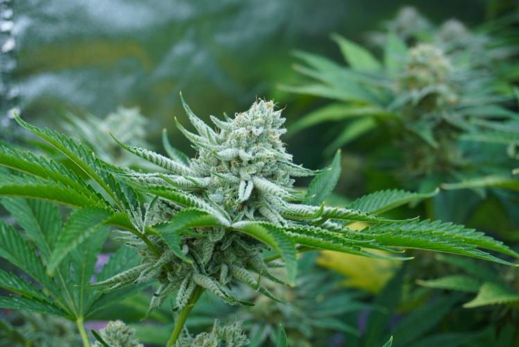 Beleaf & Clearwater Spring #26. Week 6 - Odo wan Kenobi Bt43 