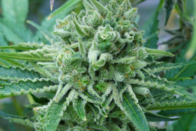 Beleaf & Clearwater Spring #26. Week 6 - Honey Banana x DS 