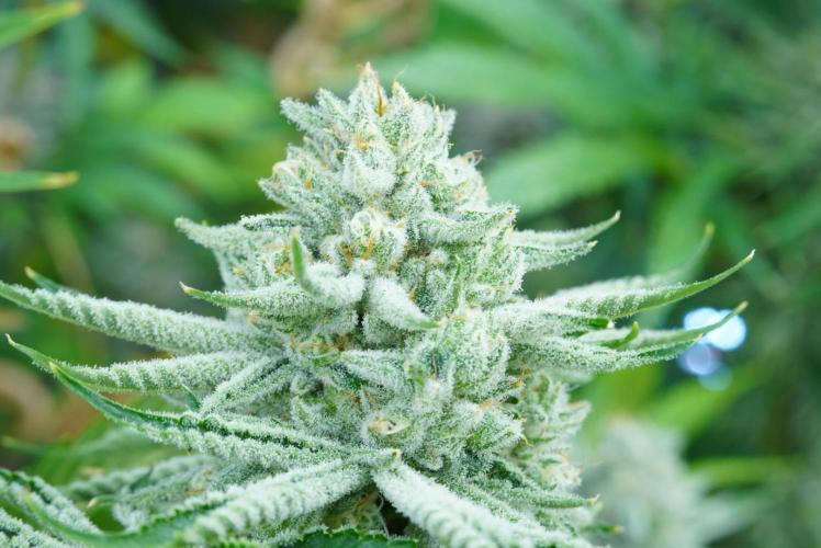 Beleaf & Clearwater Spring #26. Week 6 - Odo pheno #2