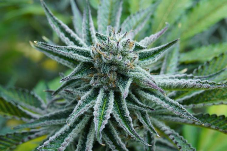 Beleaf & Clearwater Spring #26. Week 6 - Odo pheno #3