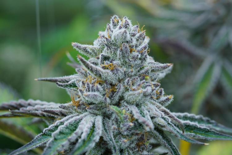Beleaf & Clearwater Spring #26. Week 7 - Cherry Top Bud