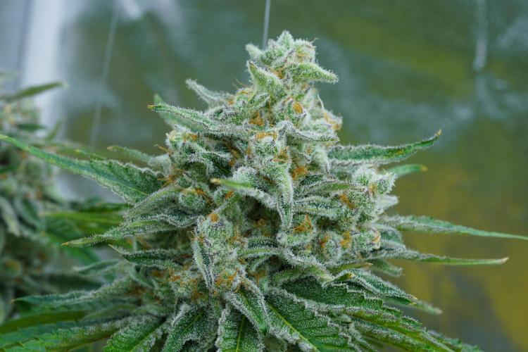 Beleaf & Clearwater Spring #26. Week 7 - Honey Banana