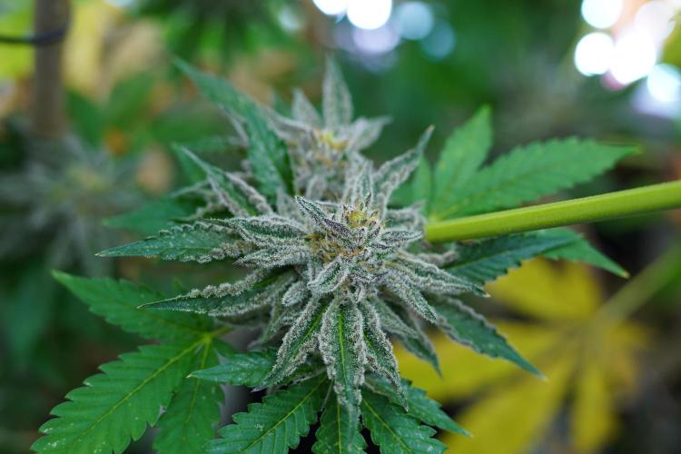 Beleaf & Clearwater Spring #26. Week 7 - Cherry lower