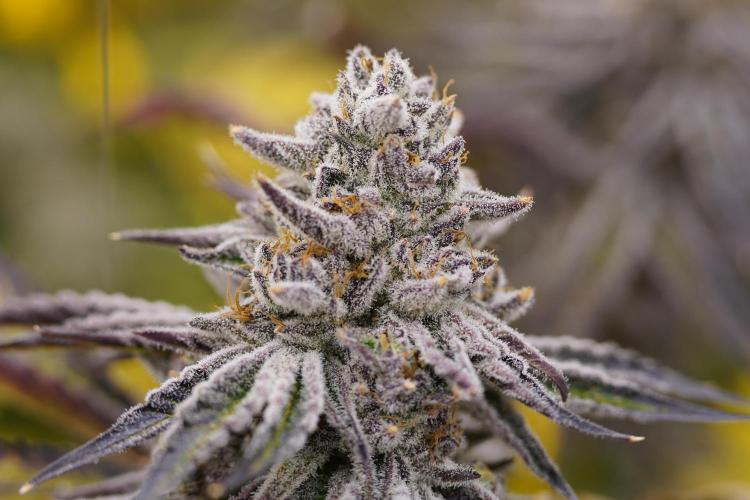 Beleaf & Clearwater Spring #26. Week 8 - Cherry Chewbanger