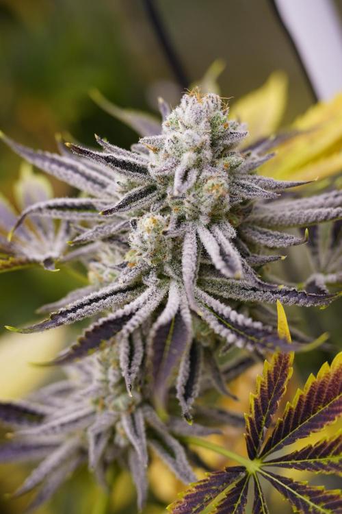 Beleaf & Clearwater Spring #26. Week 8 - Odo wan Kanobi lower