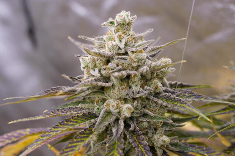 Beleaf & Clearwater Spring #26. Week 8 - Honey Banana