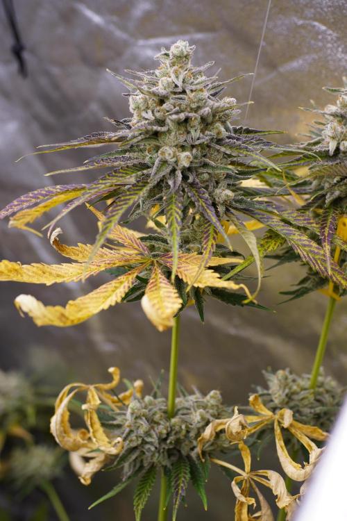 Beleaf & Clearwater Spring #26. Week 8 - Honey Banana