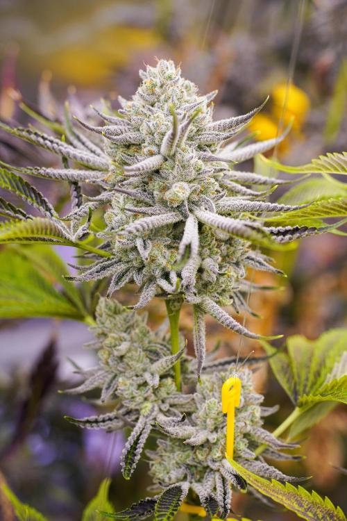 Beleaf & Clearwater Spring #26. Week 8 - Odo wan Kanobi