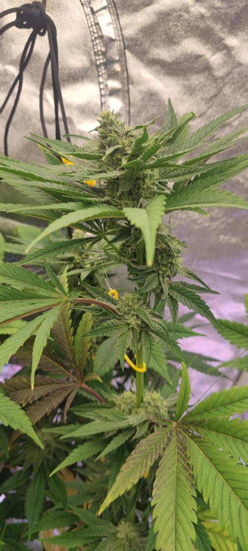 Crop Steering #1. Week 5