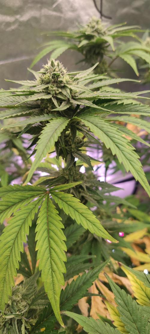 Crop Steering #1. Week 5