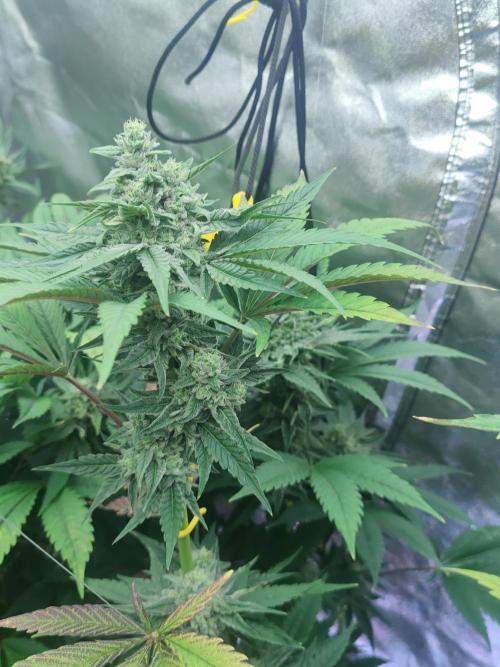 Crop Steering #1. Week 6