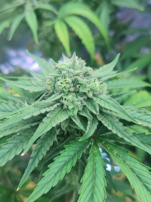 Space Coast Gelato S1. Week 6